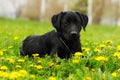 Beautiful purebred black Labrador puppy lying in the summer outdoors Royalty Free Stock Photo