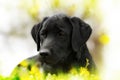 Beautiful purebred black Labrador puppy lying in the summer outdoors Royalty Free Stock Photo