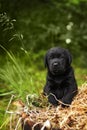 Beautiful purebred black puppy dog Labrador Royalty Free Stock Photo