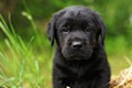 Beautiful purebred black puppy dog Labrador Royalty Free Stock Photo