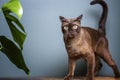 Beautiful purebred brown cat against a blue wall. Love and tenderness for pets