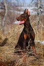 Beautiful purebred brown Doberman dog