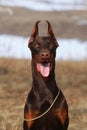 Beautiful purebred brown Doberman dog
