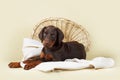 Beautiful Purebred Brown Doberman Puppy Is Lying On A Beige Back