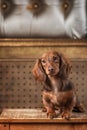 Beautiful purebred brown longhaired dachshund dog