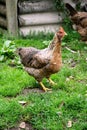 Beautiful purebred chicken with a tuft