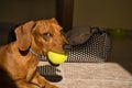 Beautiful purebred dachshund dog, also called a dachshund, Viennese dog, or sausage dog, playing with a yellow tennis ball Royalty Free Stock Photo