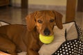 Beautiful purebred dachshund dog, also called a dachshund, Viennese dog, or sausage dog, playing with a yellow tennis ball Royalty Free Stock Photo