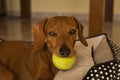 Beautiful purebred dachshund dog, also called a dachshund, Viennese dog, or sausage dog, playing with a yellow tennis ball Royalty Free Stock Photo