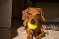 Beautiful purebred dachshund dog, also called a dachshund, Viennese dog, or sausage dog, playing with a yellow tennis ball Royalty Free Stock Photo