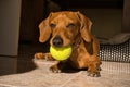 Beautiful purebred dachshund dog, also called a dachshund, Viennese dog, or sausage dog, playing with a yellow tennis ball Royalty Free Stock Photo