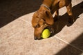 Beautiful purebred dachshund dog, also called a dachshund, Viennese dog, or sausage dog, playing with a yellow tennis ball Royalty Free Stock Photo