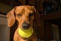 Beautiful purebred dachshund dog, also called a dachshund, Viennese dog, or sausage dog, playing with a yellow tennis ball Royalty Free Stock Photo