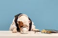 Beautiful purebred dog, English bulldog in formal wear, shirt and tie sitting at table against blue studio background Royalty Free Stock Photo