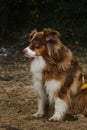Beautiful purebred dog with long fluffy fur and funny ears, full length portrait in profile. Australian Shepherd red tricolor on