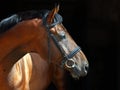 Beautiful purebred dressage horse in dark stable