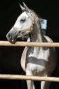 Beautiful purebred gray arabian horse standing in the barn door Royalty Free Stock Photo