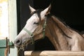 Beautiful purebred gray arabian horse standing in the barn door Royalty Free Stock Photo