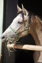 Beautiful purebred gray arabian horse standing in the barn door Royalty Free Stock Photo