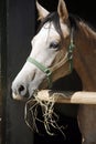 Beautiful purebred gray arabian horse standing in the barn door Royalty Free Stock Photo