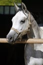 Beautiful purebred gray arabian horse standing in the barn door Royalty Free Stock Photo