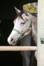 Beautiful purebred gray arabian horse standing in the barn door Royalty Free Stock Photo