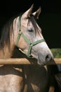 Beautiful purebred gray arabian horse standing in the barn door Royalty Free Stock Photo