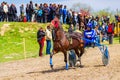 Beautiful purebred horse harness racing Bulgaria Royalty Free Stock Photo