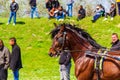 Beautiful purebred horse harness racing closeup Bulgaria Royalty Free Stock Photo