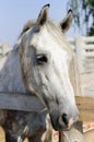 Beautiful purebred horse over stable door Royalty Free Stock Photo