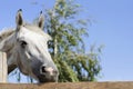 Beautiful purebred horse over stable door Royalty Free Stock Photo