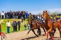 Beautiful purebred horses harness racing closeup Bulgaria Royalty Free Stock Photo
