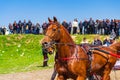 Beautiful purebred horses harness racing closeup Bulgaria Royalty Free Stock Photo