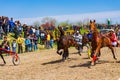 Beautiful purebred horses harness running on racecourse Bulgaria Royalty Free Stock Photo