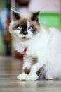 Beautiful purebred house cat Royalty Free Stock Photo