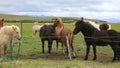 Beautiful Icelandic horses standing in the field