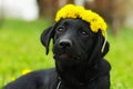 Beautiful purebred Labrador puppy lying on the grass in the summer with a wreath of dandelions on his head Royalty Free Stock Photo