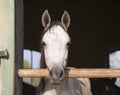 Beautiful purebred mare looking over stable door Royalty Free Stock Photo