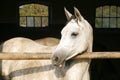 Beautiful purebred mare looking over stable door Royalty Free Stock Photo