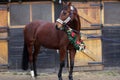 Dreamy image of a saddle horse wearing a beautiful christmas wreath at rural riding hall against barn door