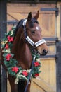 Dreamy image of a saddle horse wearing a beautiful christmas wreath at rural riding hall against barn door