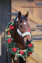 Dreamy image of a saddle horse wearing a beautiful christmas wreath at rural riding hall against barn door