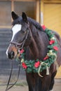 Beautiful purebred saddle horse wearing colorful christmas wreath on advent weekend at rural equestrian club