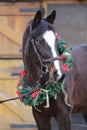 Beautiful purebred saddle horse wearing colorful christmas wreath on advent weekend at rural equestrian club Royalty Free Stock Photo