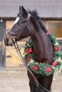 Beautiful purebred saddle horse wearing colorful christmas wreath on advent weekend at rural equestrian club