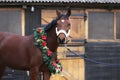 Dreamy image of a saddle horse wearing a beautiful christmas wreath at rural riding hall against barn door