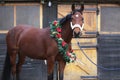 Dreamy image of a saddle horse wearing a beautiful christmas wreath at rural riding hall against barn door Royalty Free Stock Photo