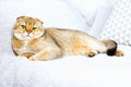 Beautiful purebred scottish fold red ginger peach ticked cat in a modern stylish interior against the background of Royalty Free Stock Photo