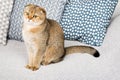 Beautiful purebred scottish fold red ginger peach ticked cat in a modern stylish interior against the background of Royalty Free Stock Photo