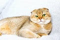 Beautiful purebred scottish fold red ginger peach ticked cat in a modern stylish interior against the background of Royalty Free Stock Photo